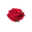 花世界_花卉知识
