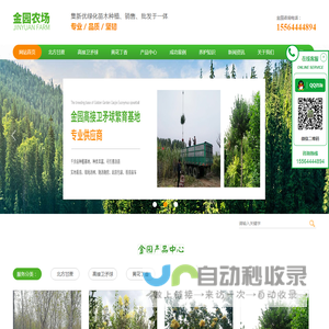 黄花丁香|金园丁香|北方甘蔗--淄博金园苗木农场