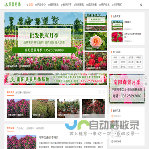 南阳森景月季基地 - 树状月季批发,盆栽月季价格