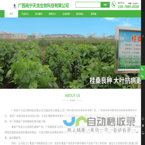 广西南宁天龙生物科技有限公司,专注：桑种,桑苗,桑饲料,蛋白桑,桑果汁,桑果酒