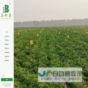 云南泵龙马铃薯种植有限公司