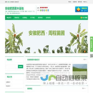 安徽肥西苗木基地-肥西县紫蓬镇白衣苗木生产基地