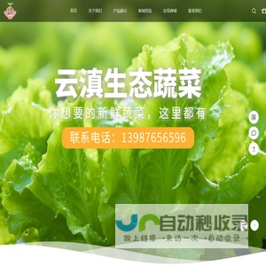 意大利生菜_黄白_上海青_嵩明县裕隆蔬菜种植园