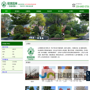 银杏_美国红枫_娜塔栎_樱花_海棠_绿化苗木供应商-山东程锦绿化苗木有限公司