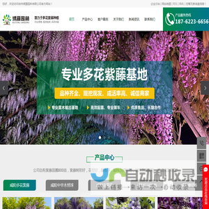 咸阳进口紫藤公司_咸阳多花紫藤价格_咸阳紫藤花树基地-徐州绣藤园林有限公司