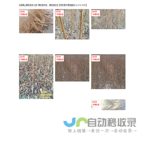 炎陵高山黄桃苗多少钱? 黄桃苗供应，黄桃苗批发【神农果夫育苗基地133 6733 0392】