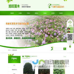 湖南杯苗基地-湖南造型罗汉松-湖南造型树桩-浏阳市旭旺苗木种
