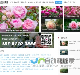 藤本月季网-月季知识分享网站-月季苗批发基地