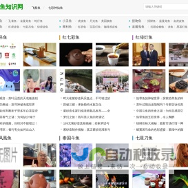 红莲灯鱼,三间鼠鱼最新消息_皮球鱼知识网