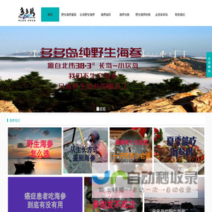 长岛野生海参-深海野生海参-纯野生海参批发-多多岛海参