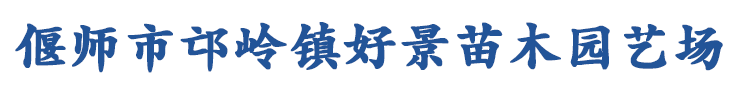 洛阳好景大叶黄杨球种植基地_大叶黄杨价格_大叶黄杨柱-洛阳好景苗木